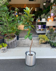 Ficus Sofia フィカス ソフィア