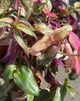 Tradescantia zebrina トラディスカンチア･ゼブリナ