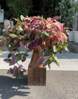 Tradescantia zebrina トラディスカンチア･ゼブリナ
