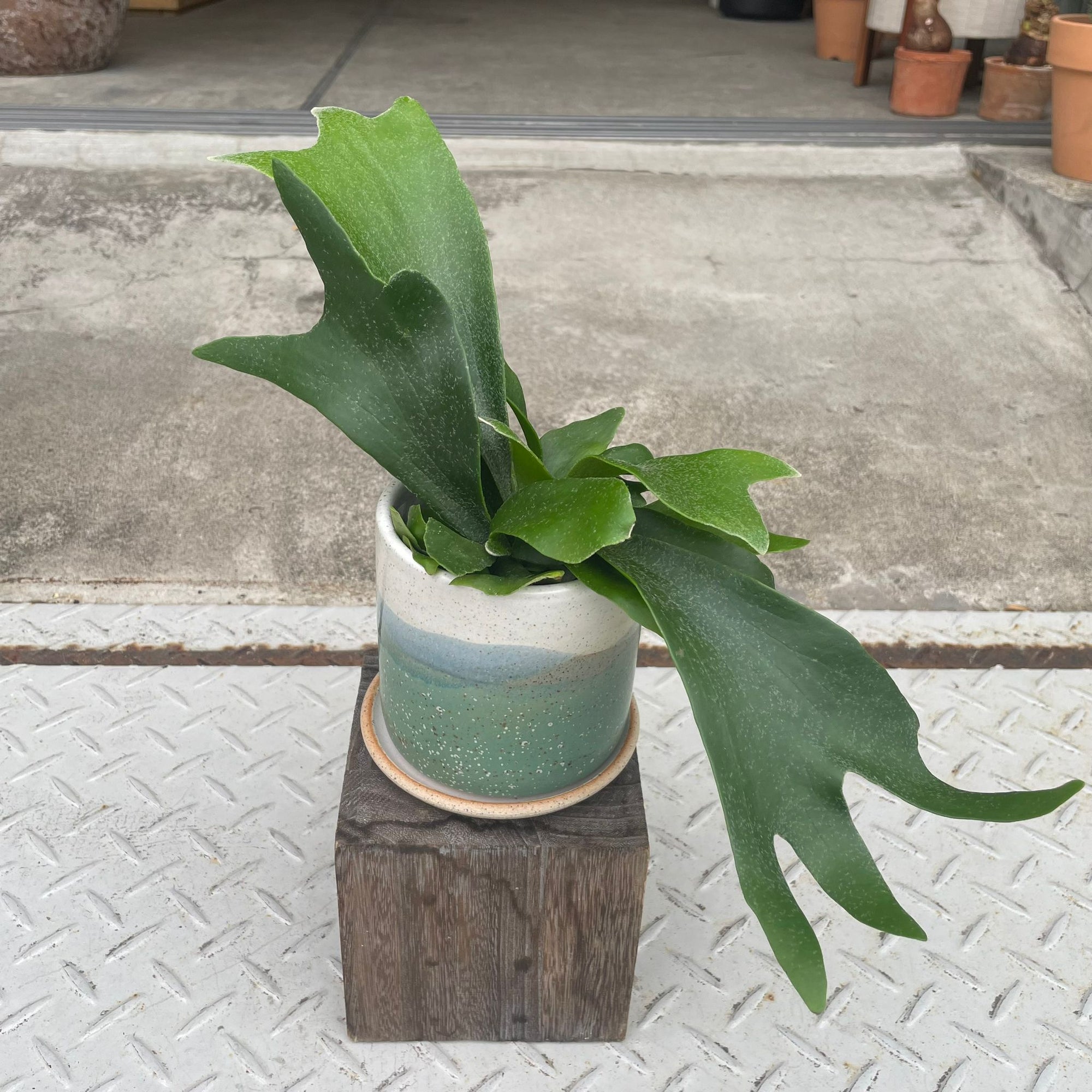 Staghorn ビカクシダ (コウモリラン)