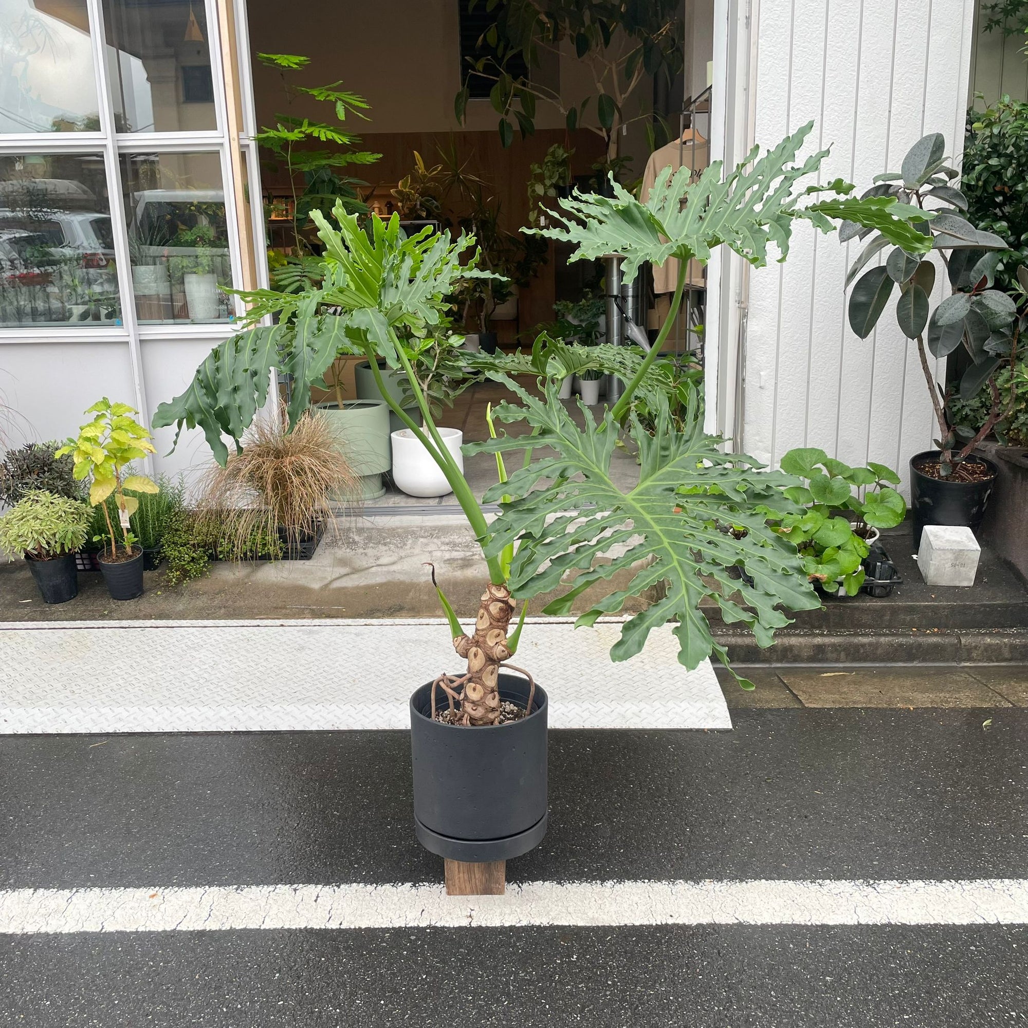 Philodendron 'Selloum' フィロデンドロン セローム
