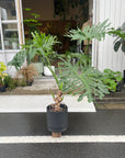 Philodendron 'Selloum' フィロデンドロン セローム