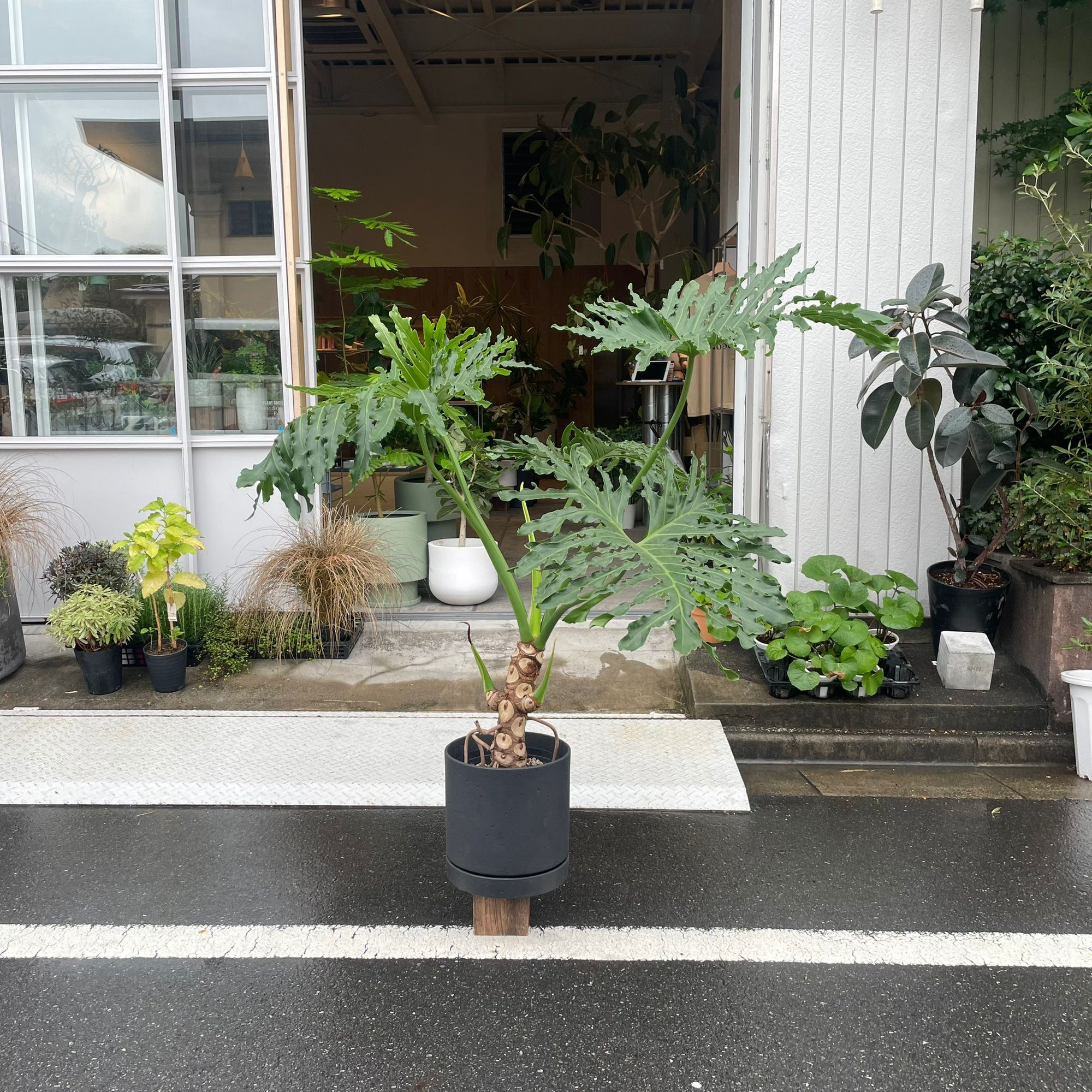 Philodendron 'Selloum' フィロデンドロン セローム