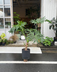 Philodendron 'Selloum' フィロデンドロン セローム