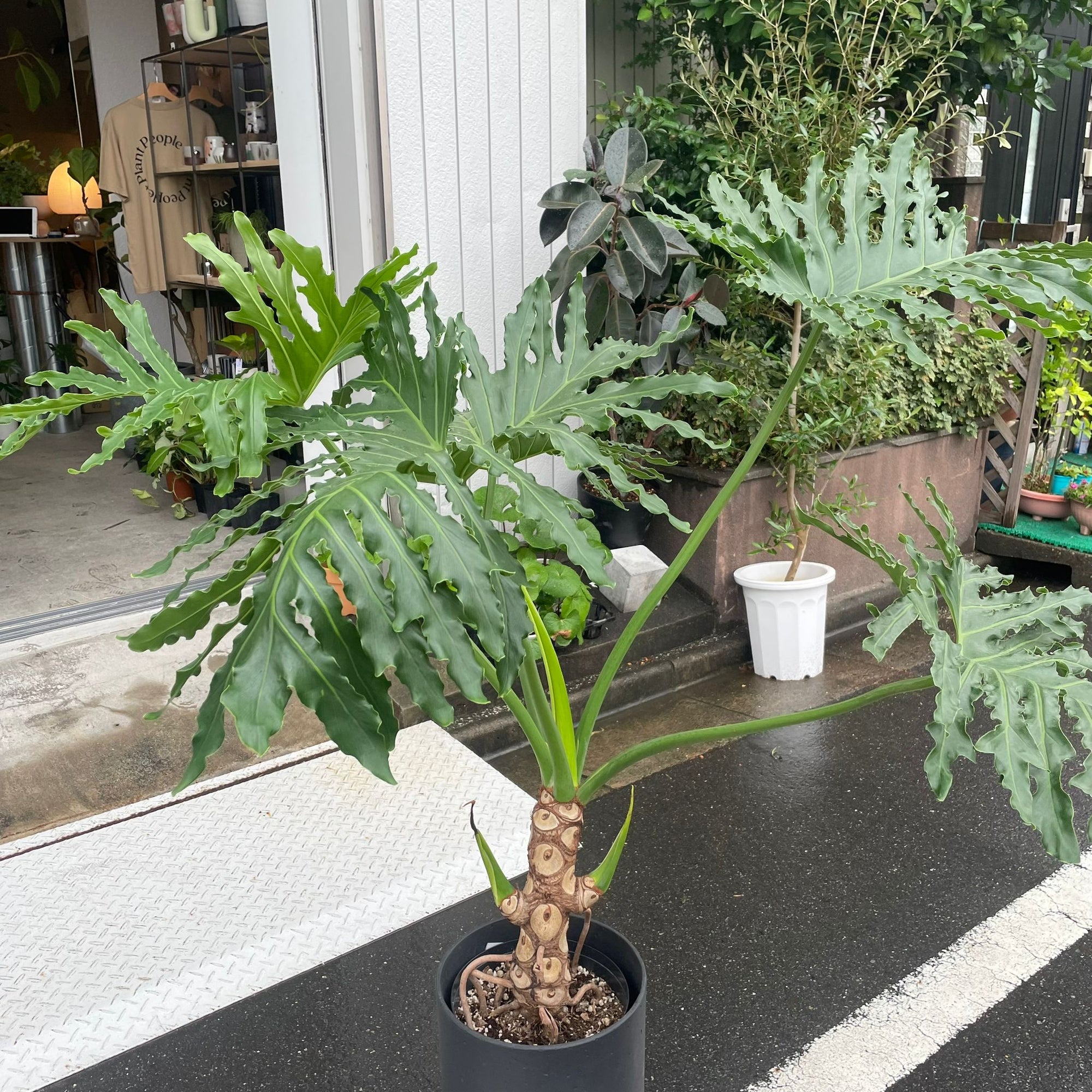 Philodendron 'Selloum' フィロデンドロン セローム