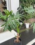 Philodendron 'Selloum' フィロデンドロン セローム
