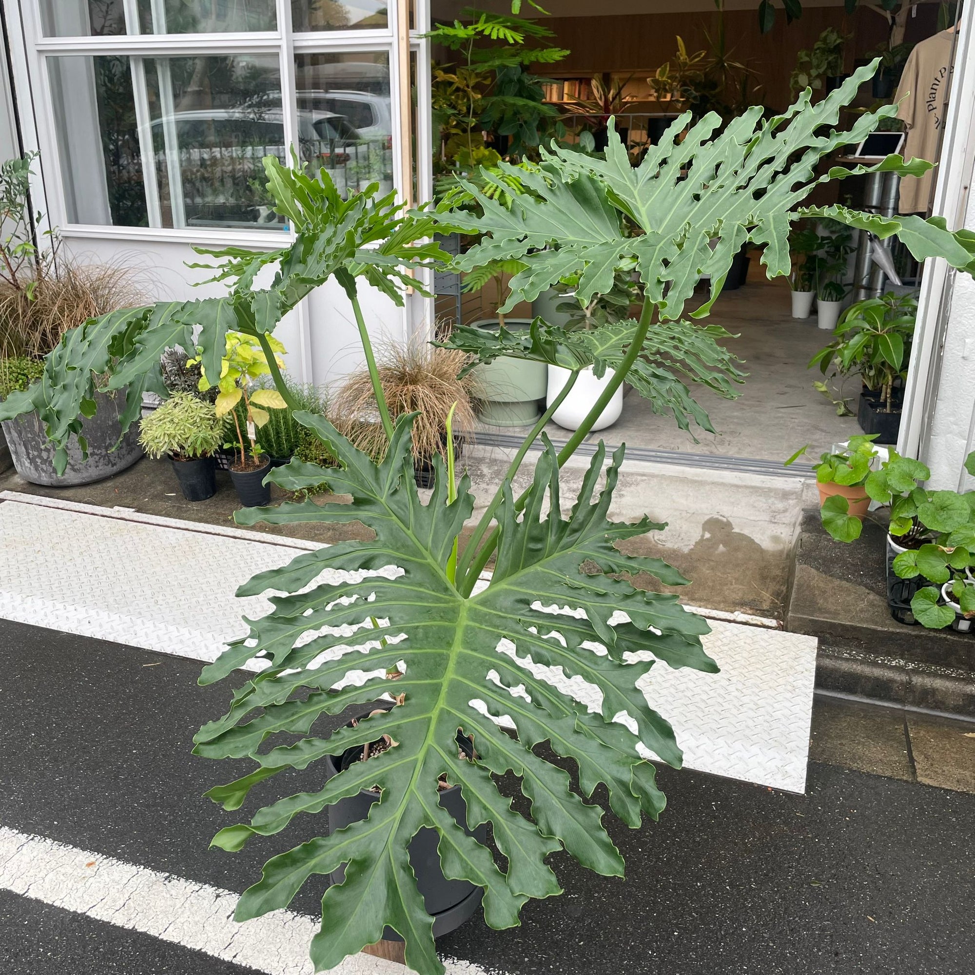 Philodendron 'Selloum' フィロデンドロン セローム