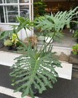 Philodendron 'Selloum' フィロデンドロン セローム