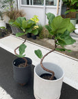 Fiddle Leaf Fig フィドル リーフ フィグ (カシワバゴムノキ)