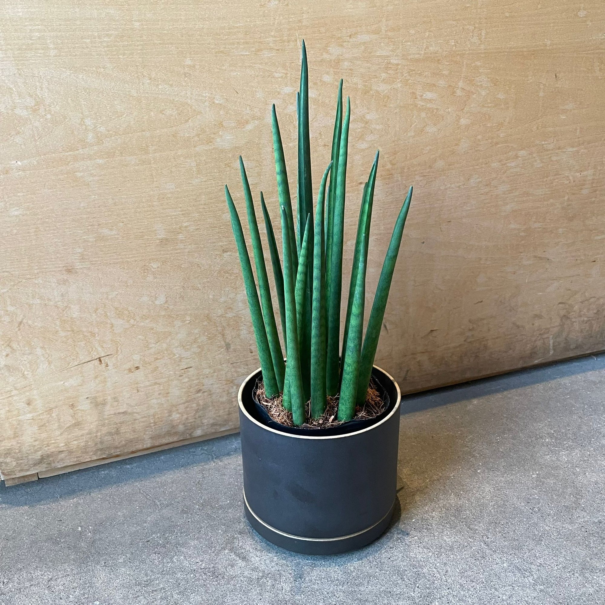 Snake Plant (Sansevieria bacularis) サンスベリア パキュラリス