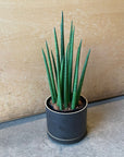 Snake Plant (Sansevieria bacularis) サンスベリア パキュラリス
