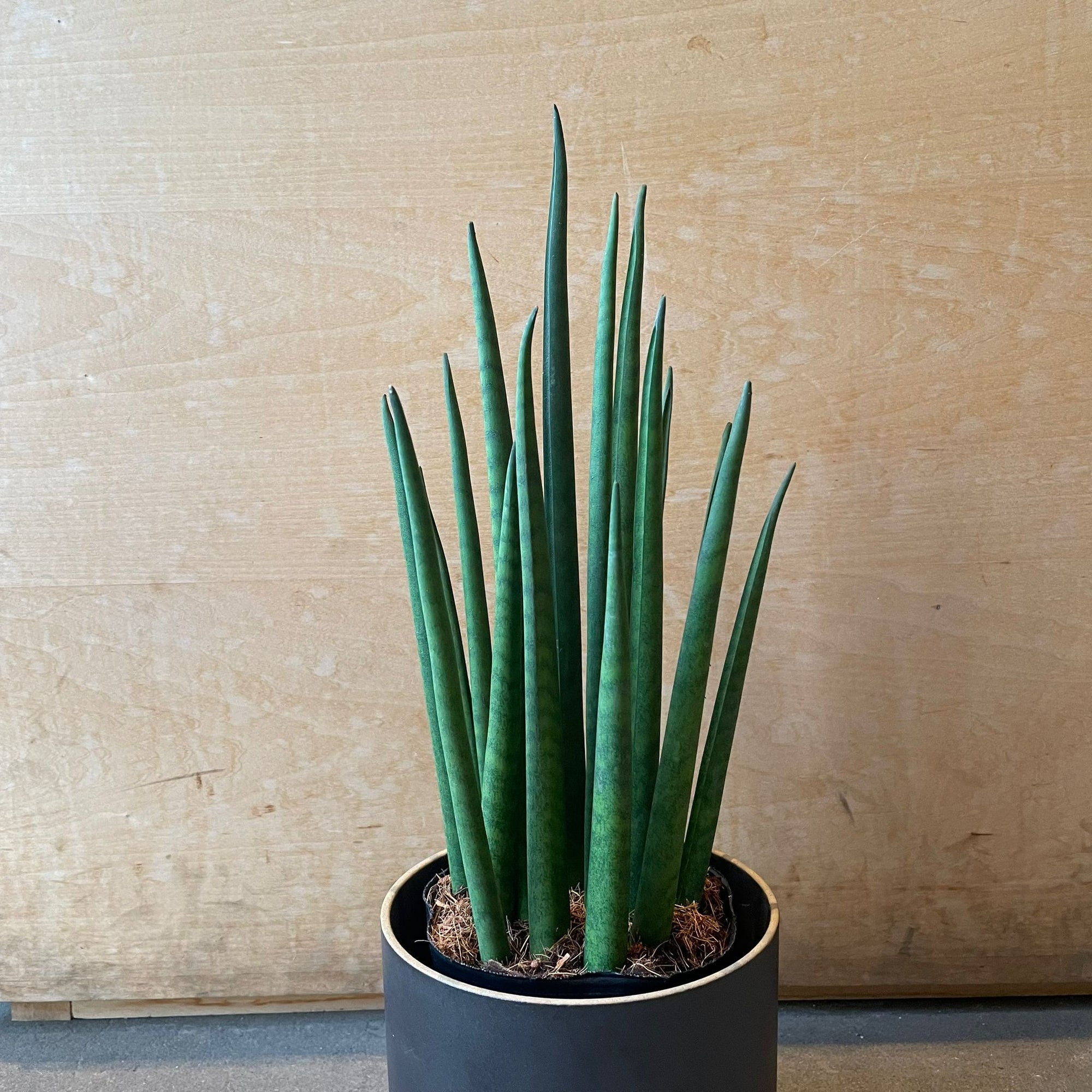 Snake Plant (Sansevieria bacularis) サンスベリア パキュラリス