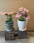 Syngonium podophyllum ・Neon シンゴニウム ･ ネオン