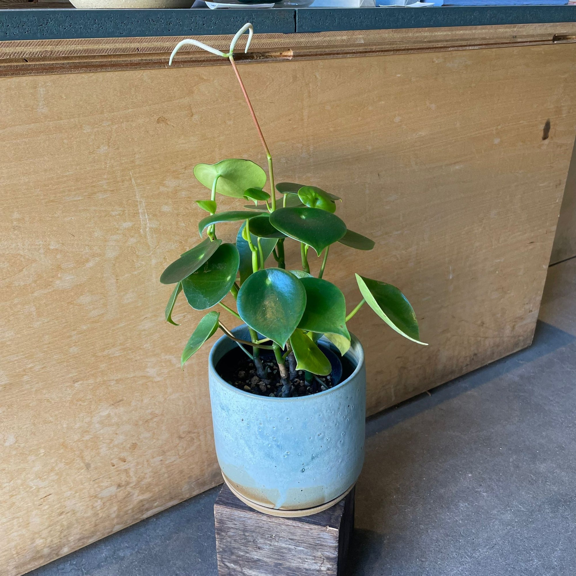 Coin Leaf Peperomia コインリーフぺペロミア