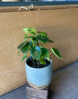 Coin Leaf Peperomia コインリーフぺペロミア
