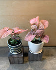 Syngonium podophyllum ・Neon シンゴニウム ･ ネオン