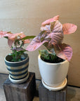 Syngonium podophyllum ・Neon シンゴニウム ･ ネオン
