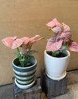 Syngonium podophyllum ・Neon シンゴニウム ･ ネオン
