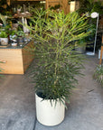 Schefflera elegantissima アラレヤ