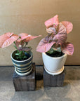 Syngonium podophyllum ・Neon シンゴニウム ･ ネオン