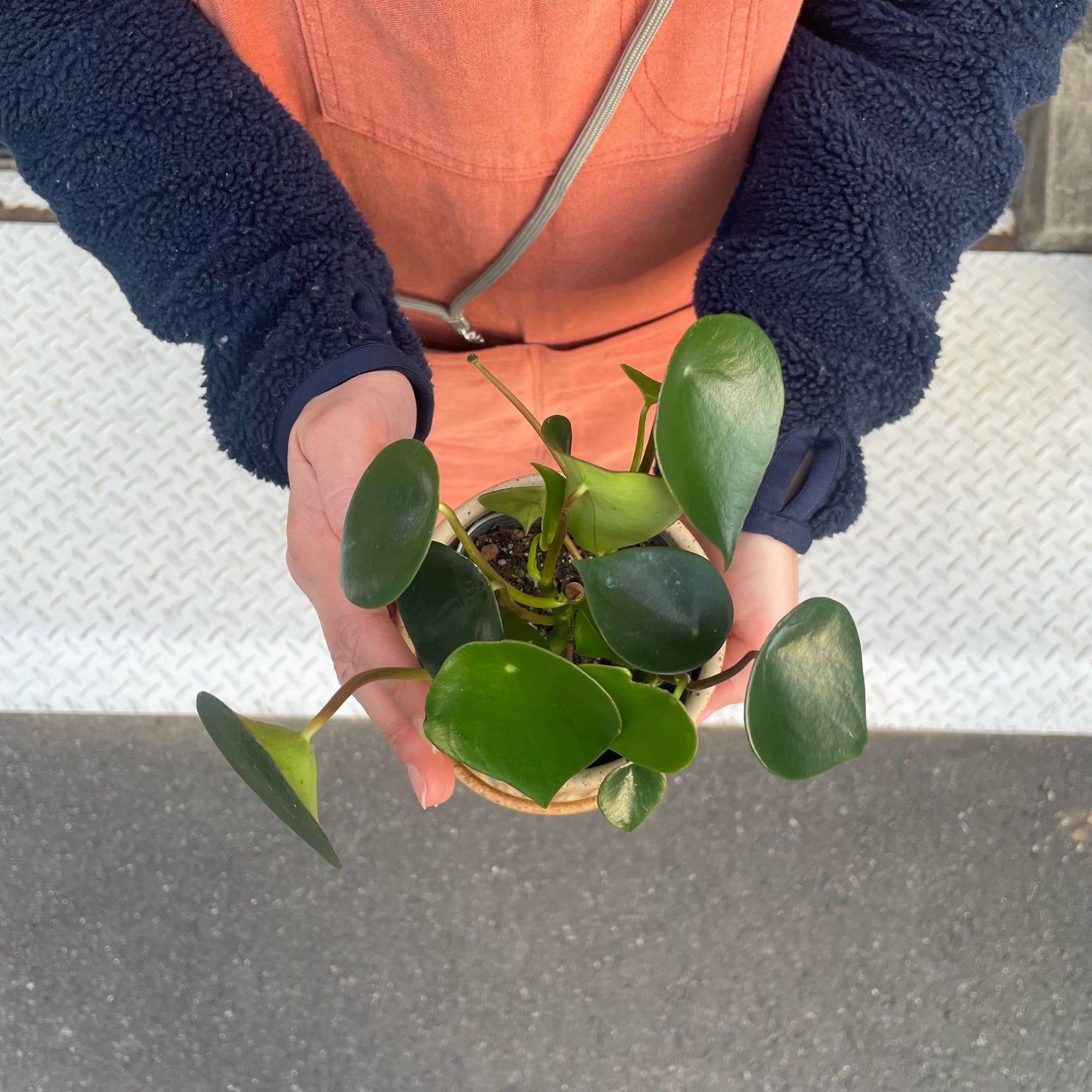 Coin Leaf Peperomia コインリーフぺペロミア
