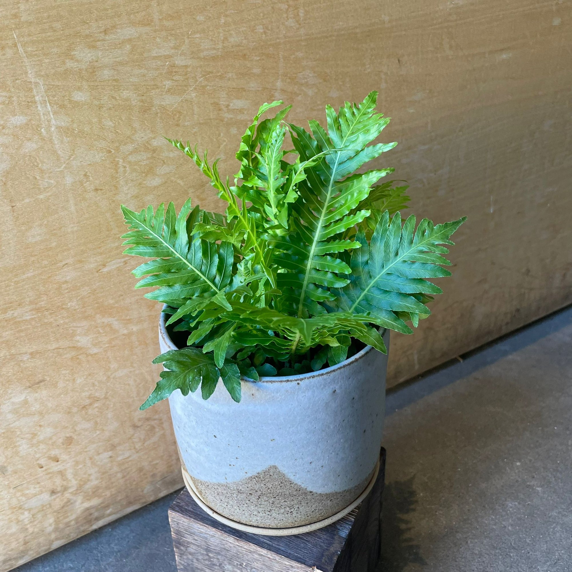 Blechnum gibbum 'Silver lady' ブレクナム シルバーレディ