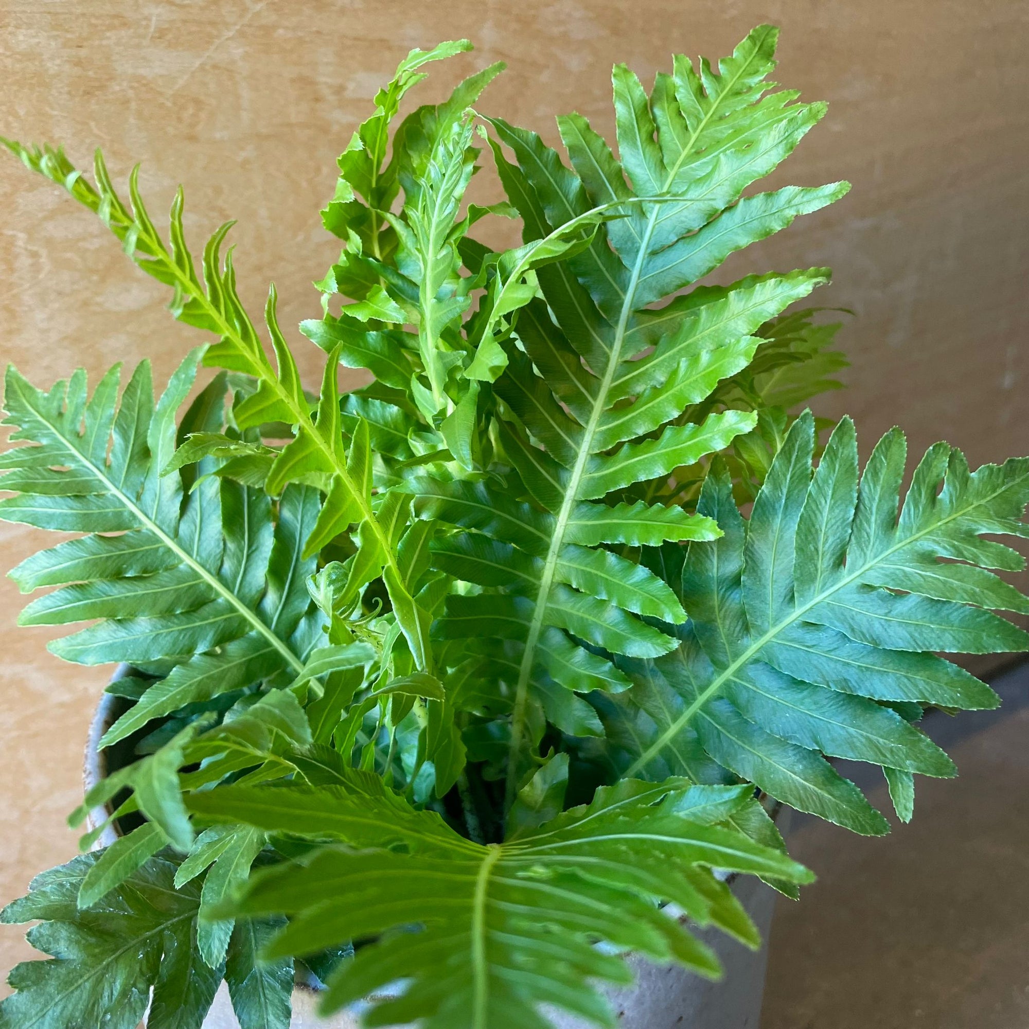 Blechnum gibbum 'Silver lady' ブレクナム シルバーレディ