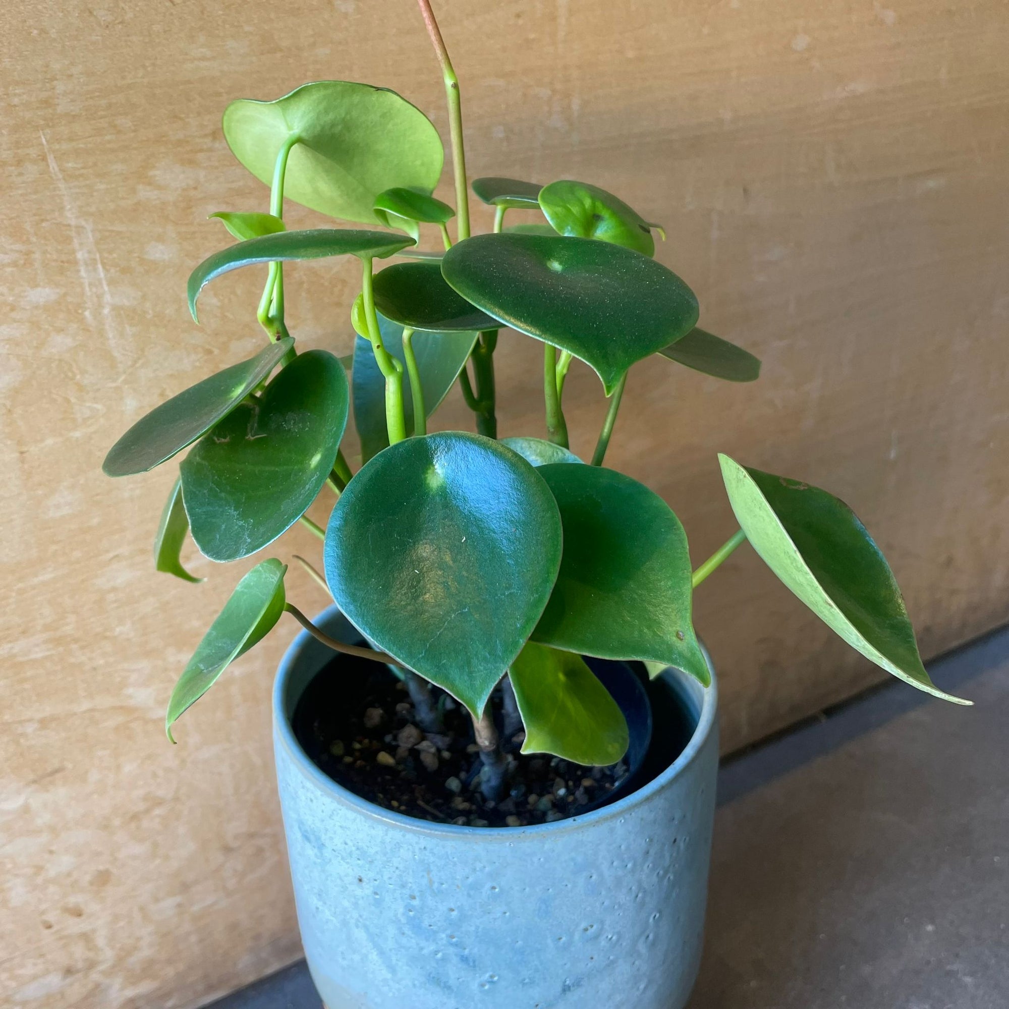 Coin Leaf Peperomia コインリーフぺペロミア