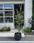 Cement Round Planter セメントラウンドプランター