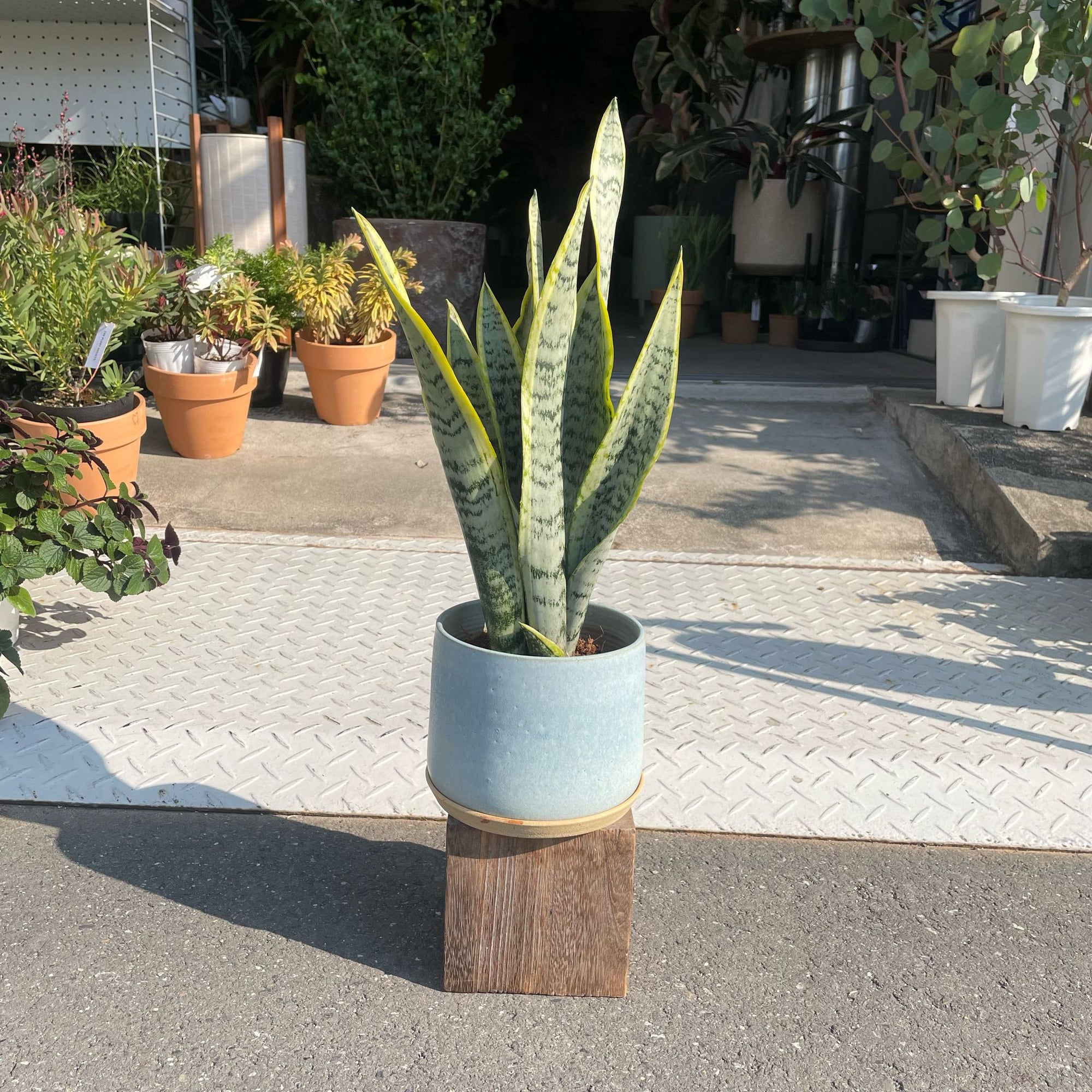 Snake Plant (Sansevieria Laurentii) サンスベリア ローレンチー