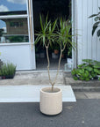 Dragon Tree ドラセナ コンシンネ