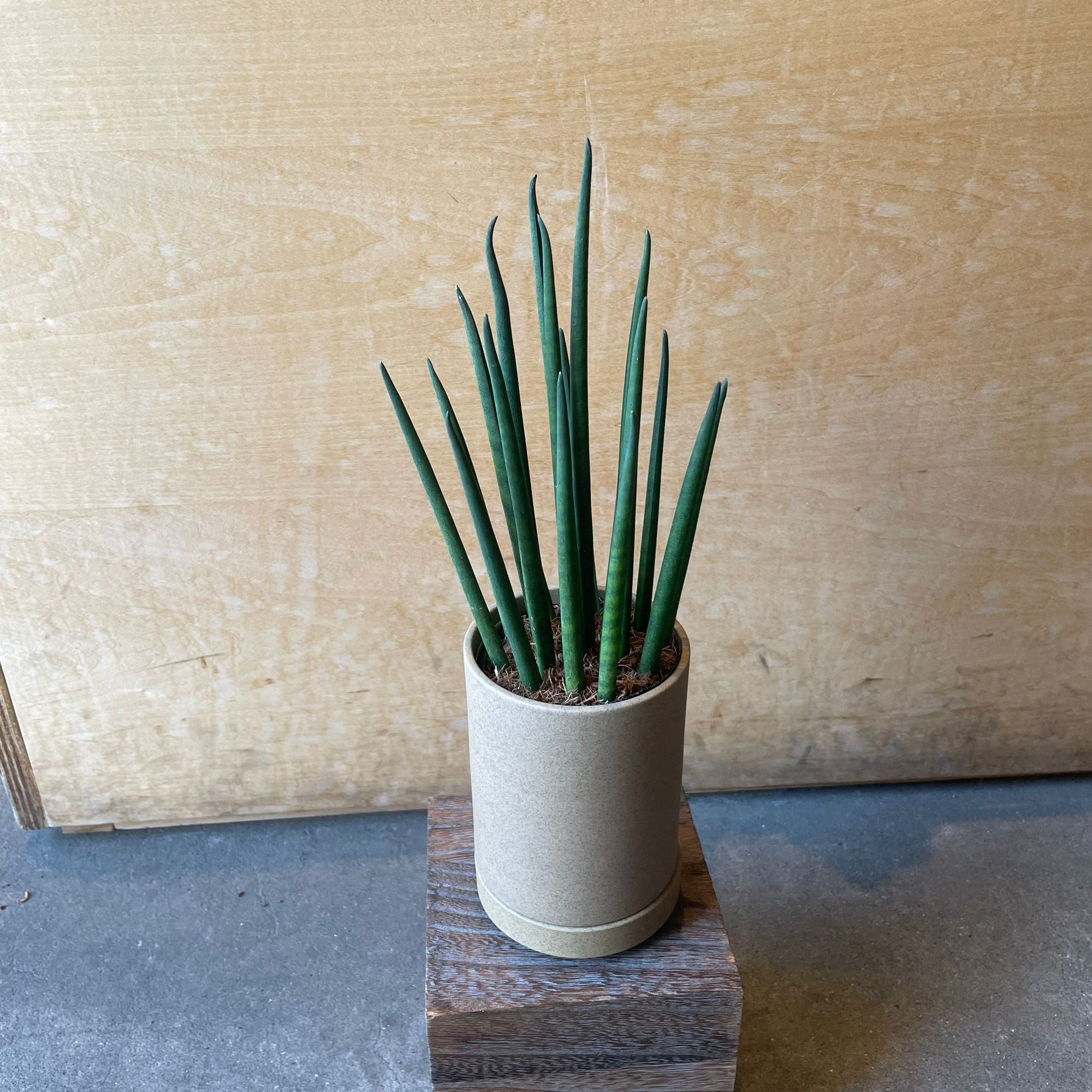Snake Plant (Sansevieria bacularis) サンスベリア パキュラリス