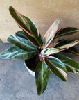 Calathea Stromanthe Triostar  カラテア ストロマンテ トリオスター