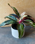 Calathea Stromanthe Triostar  カラテア ストロマンテ トリオスター
