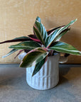 Calathea Stromanthe Triostar  カラテア ストロマンテ トリオスター