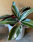 Calathea Stromanthe Triostar  カラテア ストロマンテ トリオスター