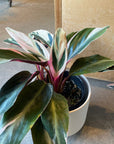 Calathea Stromanthe Triostar  カラテア ストロマンテ トリオスター