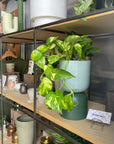 Pothos Devil's Ivy ポトス デビルズアイビー