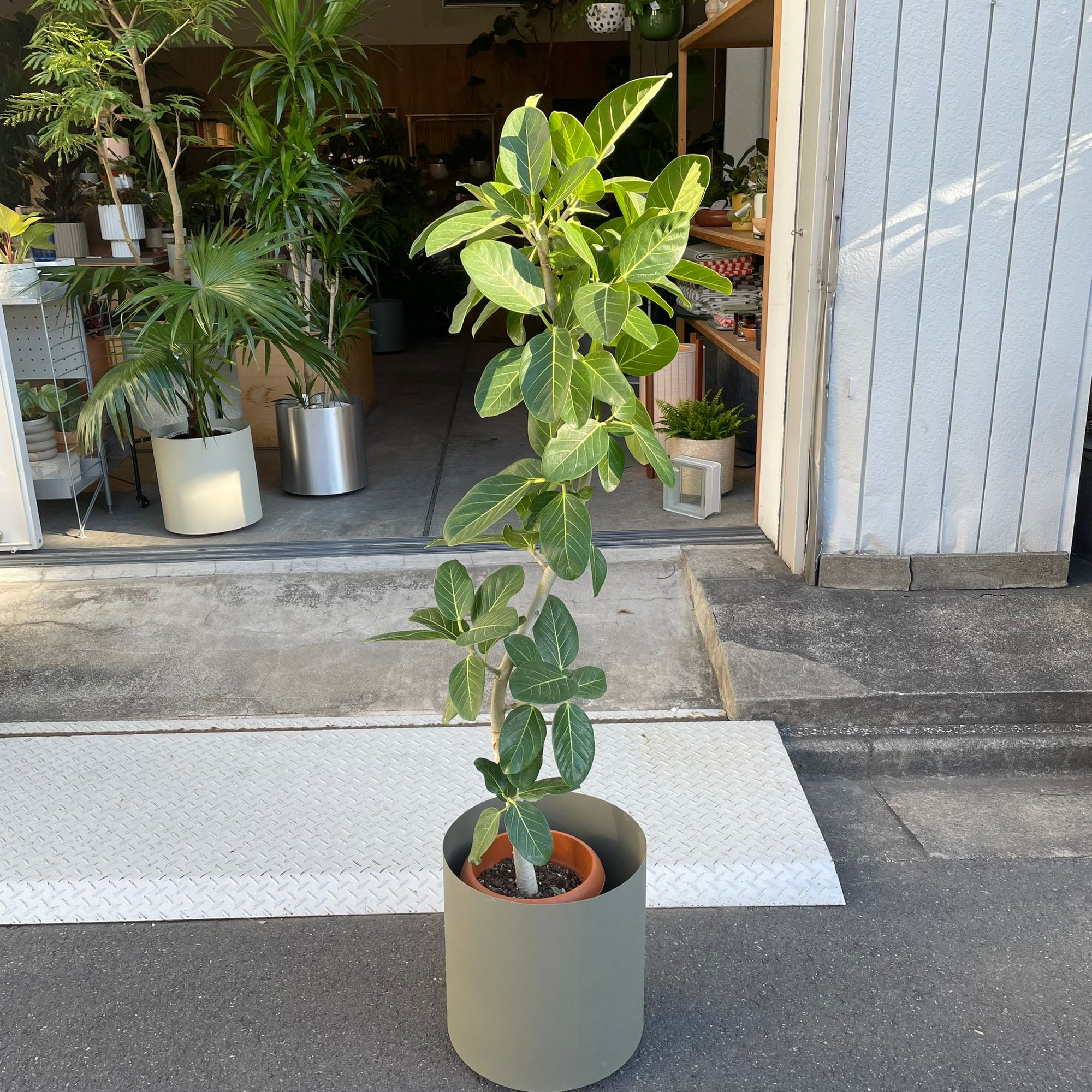 Ficus Audrey (Ficus benghalensis) フィカス  ベンガレンシス