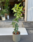 Ficus Audrey (Ficus benghalensis) フィカス  ベンガレンシス