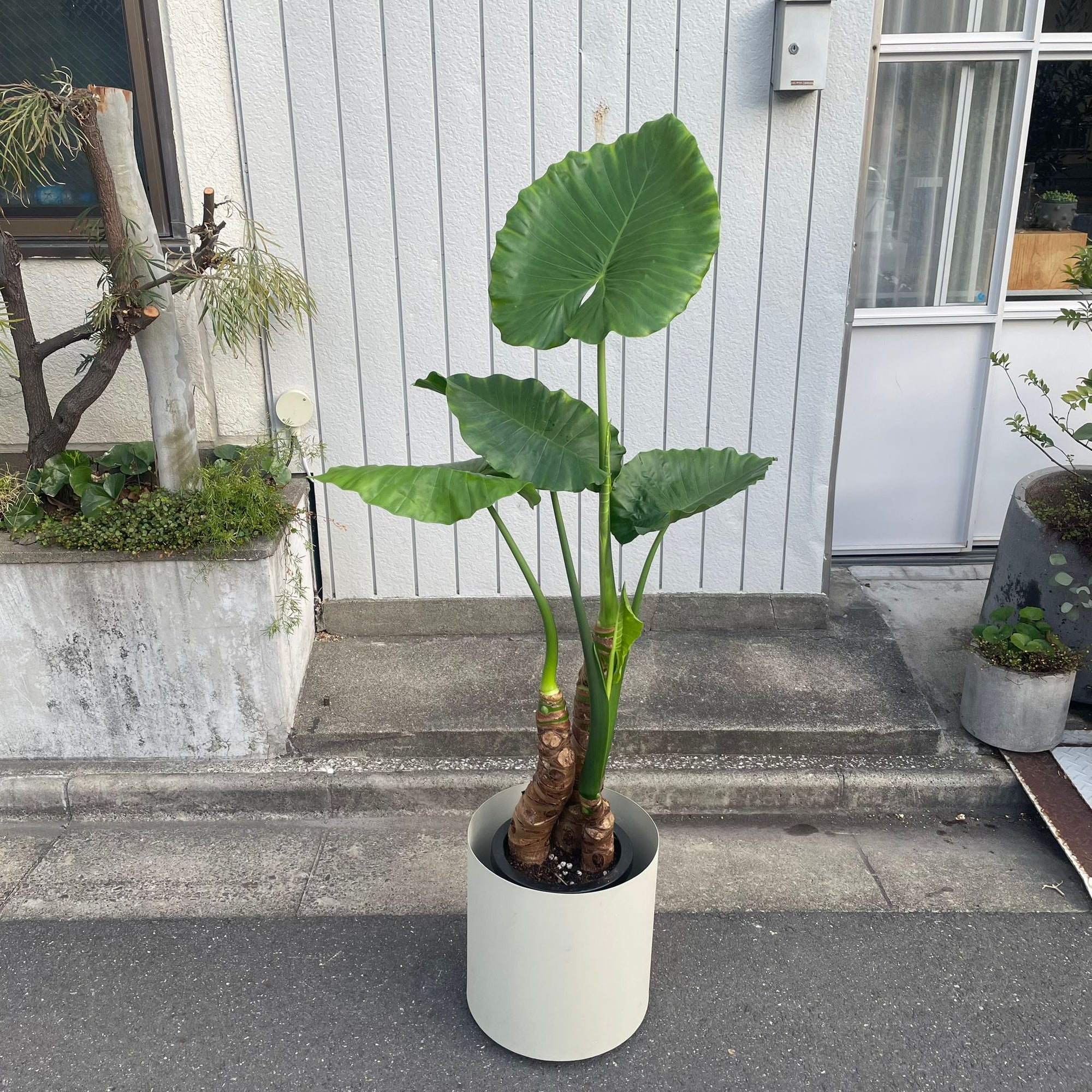 Alocasia Elephant Ear クワズイモ