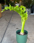 Philodendron 'Selloum' フィロデンドロン セローム