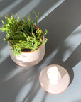 Rhipsalis Prismatica リプサリス プリスマティカ