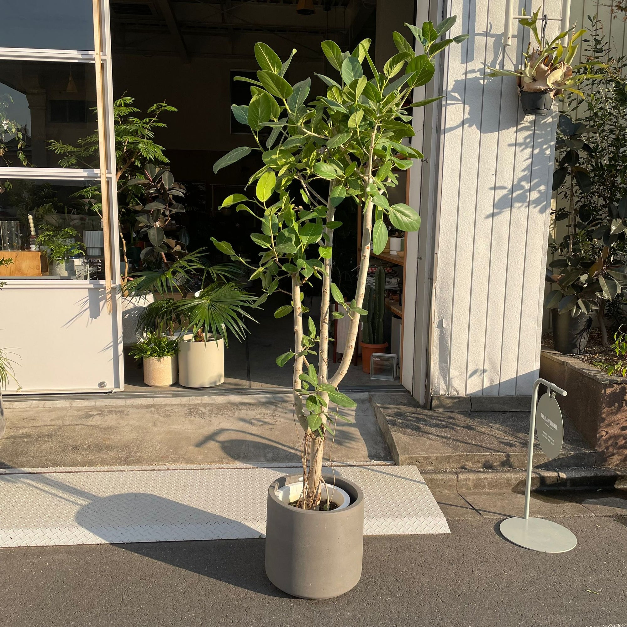 Ficus Audrey (Ficus benghalensis) フィカス  ベンガレンシス