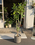 Ficus Audrey (Ficus benghalensis) フィカス  ベンガレンシス
