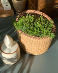 Rhipsalis Prismatica リプサリス プリスマティカ