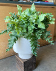Phlebodium aureum ポリポジウム ・ダバナ　Size 5