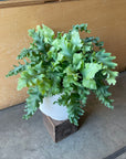 Phlebodium aureum ポリポジウム ・ダバナ　Size 5