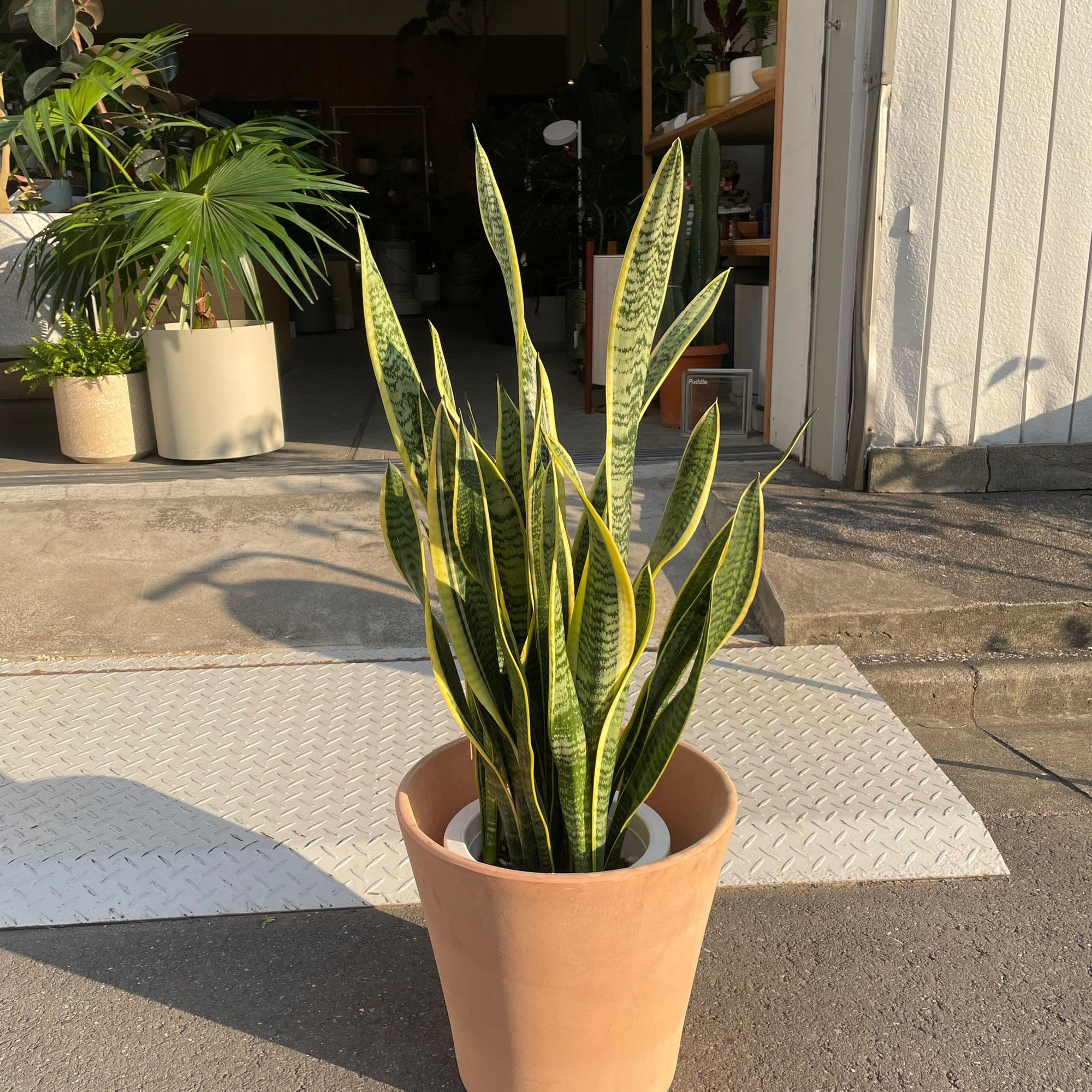 Snake Plant (Sansevieria Laurentii) サンスベリア ローレンチー