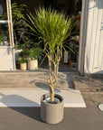 Dragon Tree ドラセナ コンシンネ